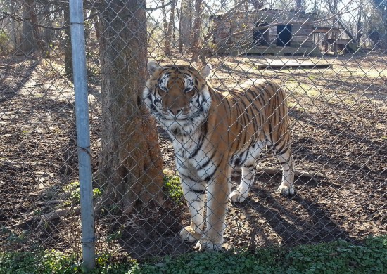 Carolina Tiger Rescue